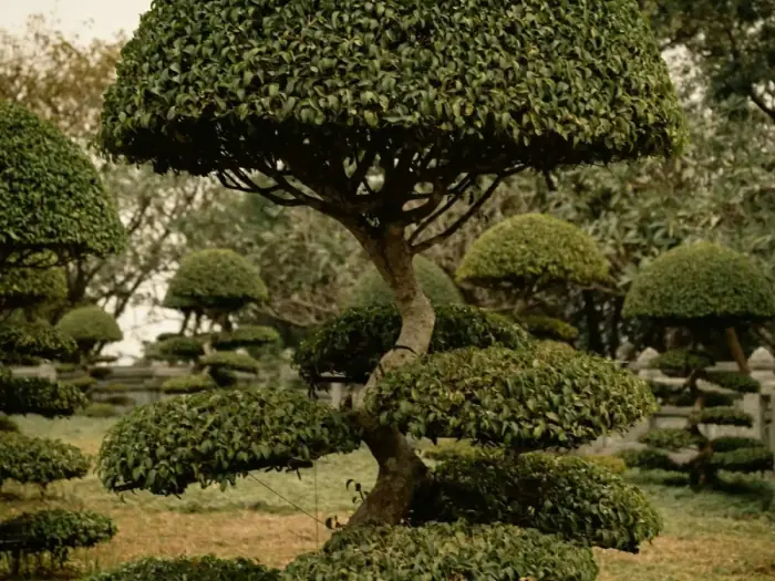 Hedge / Shrub Trimming