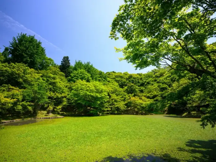 Weekly Lawn Maintenance