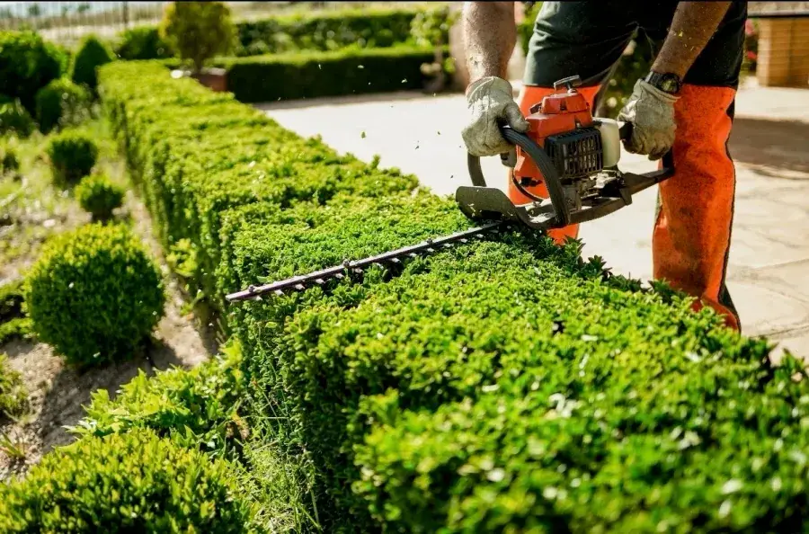 Hedge & Shrub Trimming